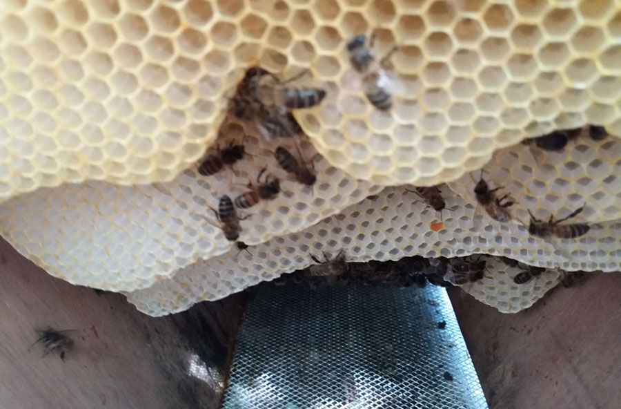 Image one of our Hives