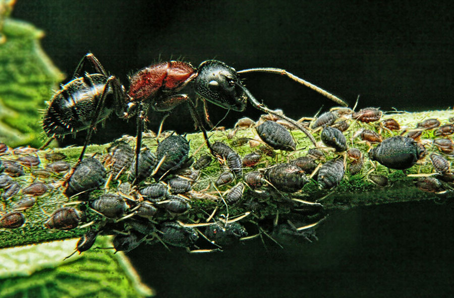 Aphids and ants